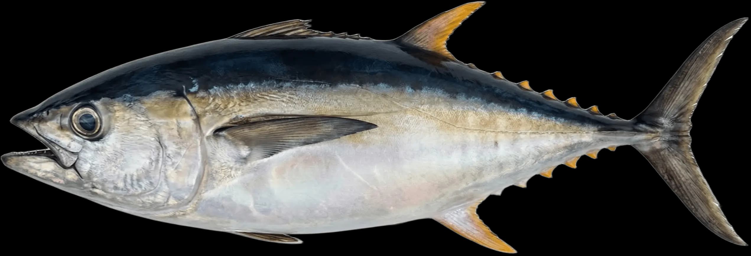 Blackfin Tuna